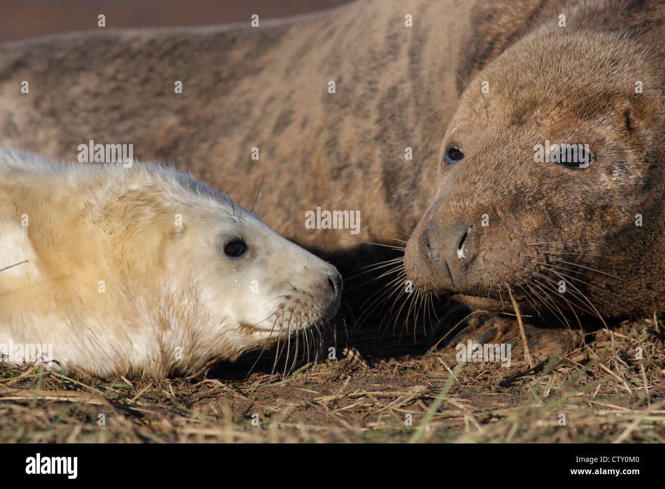 Grey seals (Halichoerus grypus) female and pup on the beach at Donna Nook, Lincolnshire, England, UK Stock Photo
