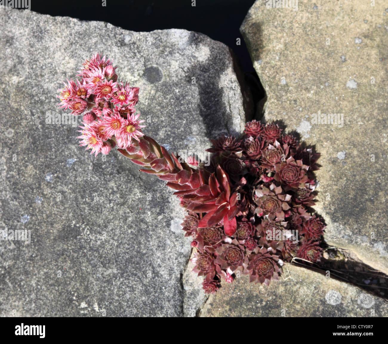 House leek Sempervivum Montanum 'Rubrum' in flower northern England, UK Stock Photo