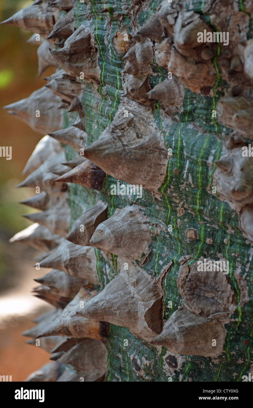 Spiky tree hires stock photography and images Alamy