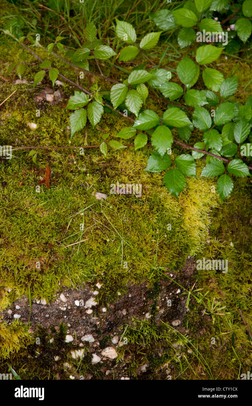 moss on rock Stock Photo - Alamy