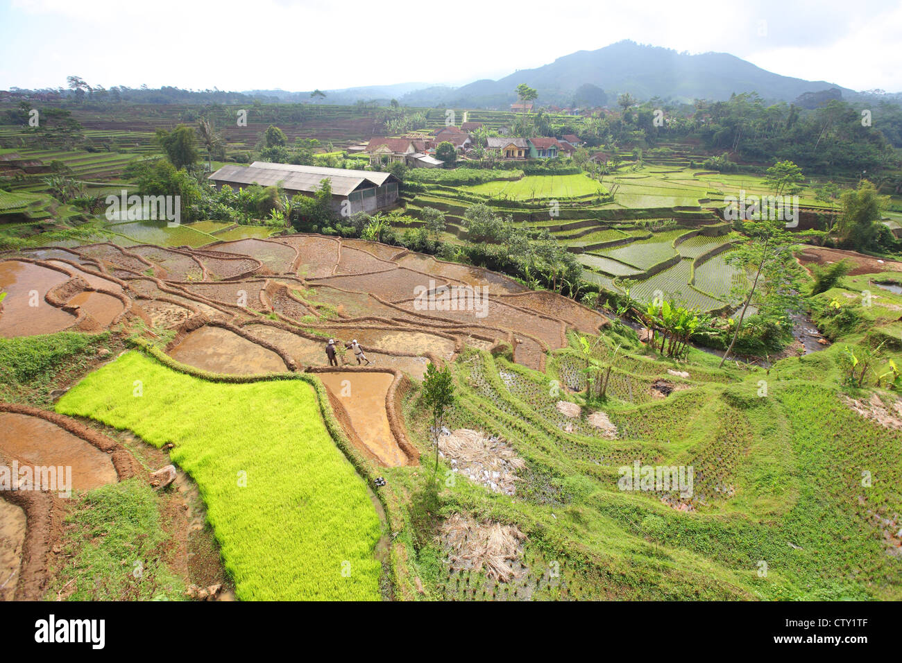 West Java, Indonesia, rice, Jalan Garut Tasikmalaya, rice paddy fields Stock Photo
