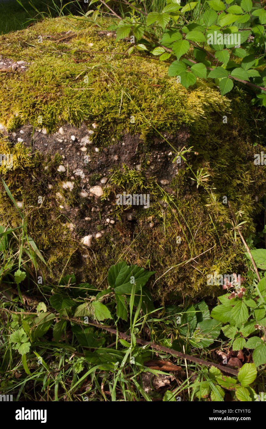 moss on rock Stock Photo - Alamy