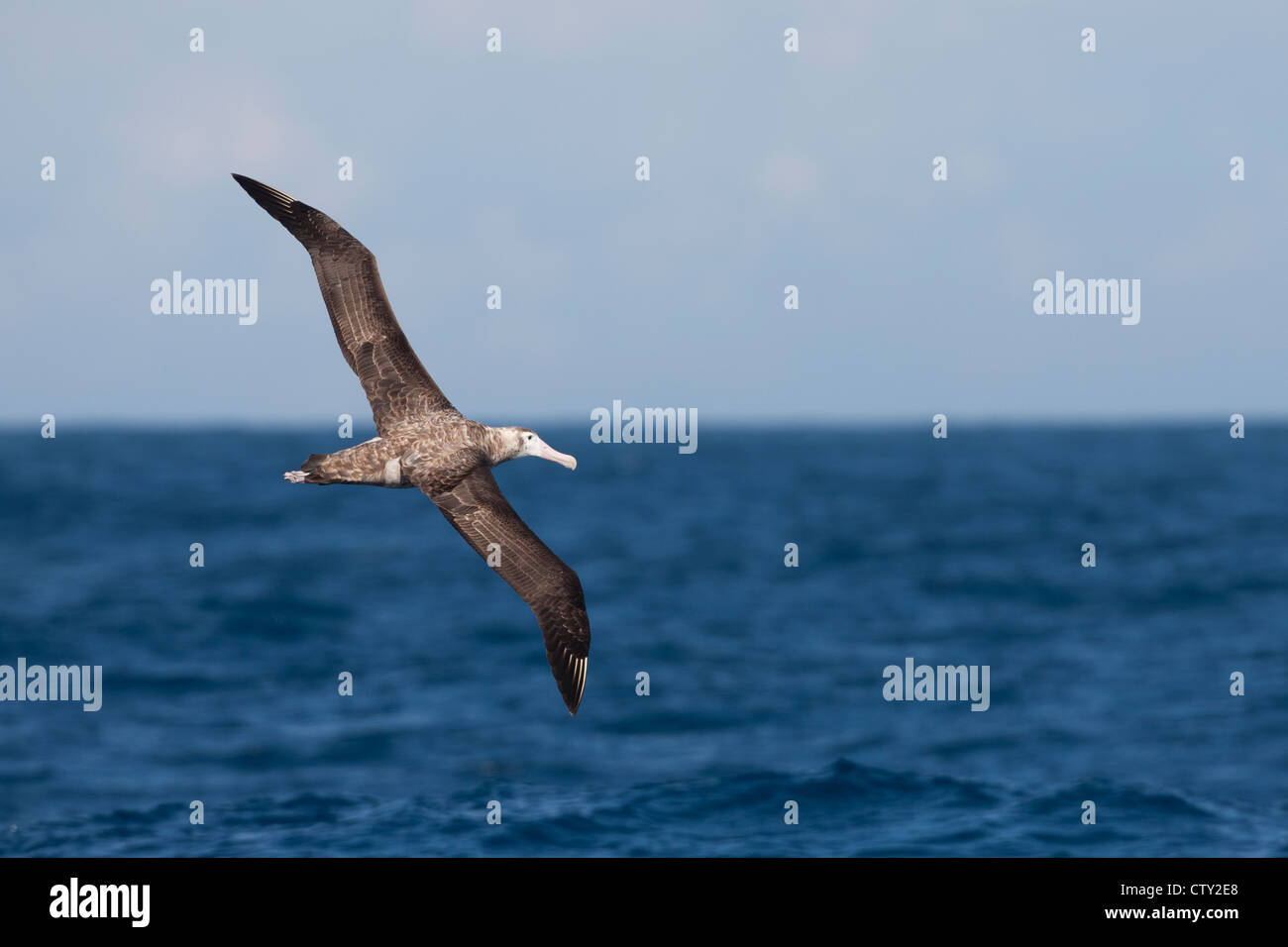 Wandering Albatross (Diomedea exulans exulans), Snowy subspecies, juvenile in flight over the Scotia Sea. Stock Photo