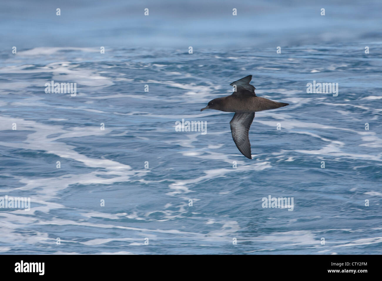 Sooty Shearwater (Puffinus griseus) in flight over the Scotia Sea. Stock Photo