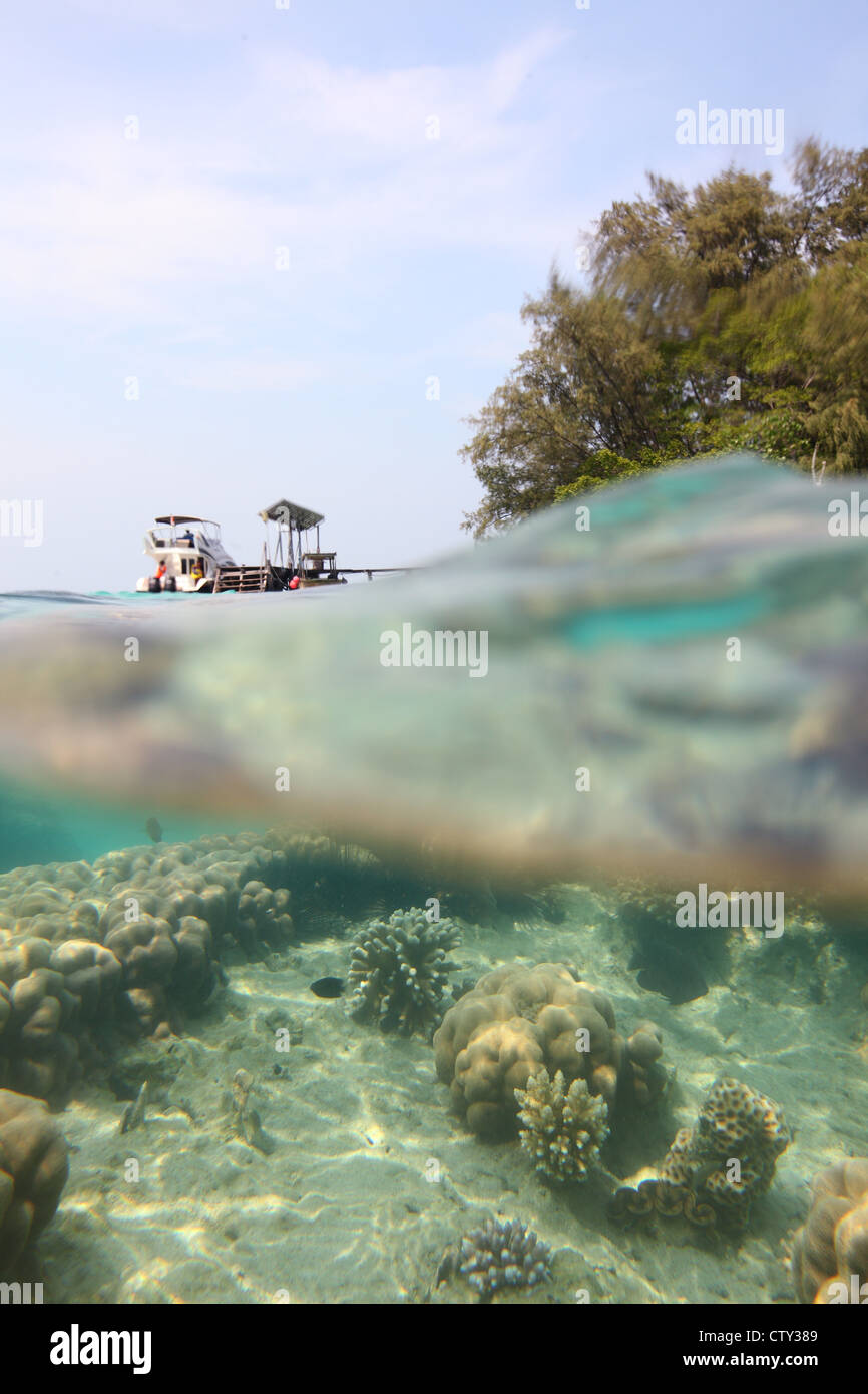 snorkeling underwater coral, Indonesia, Java sea, Kepulauan Seribu, Pulau Seribu, Thousand Islands Stock Photo