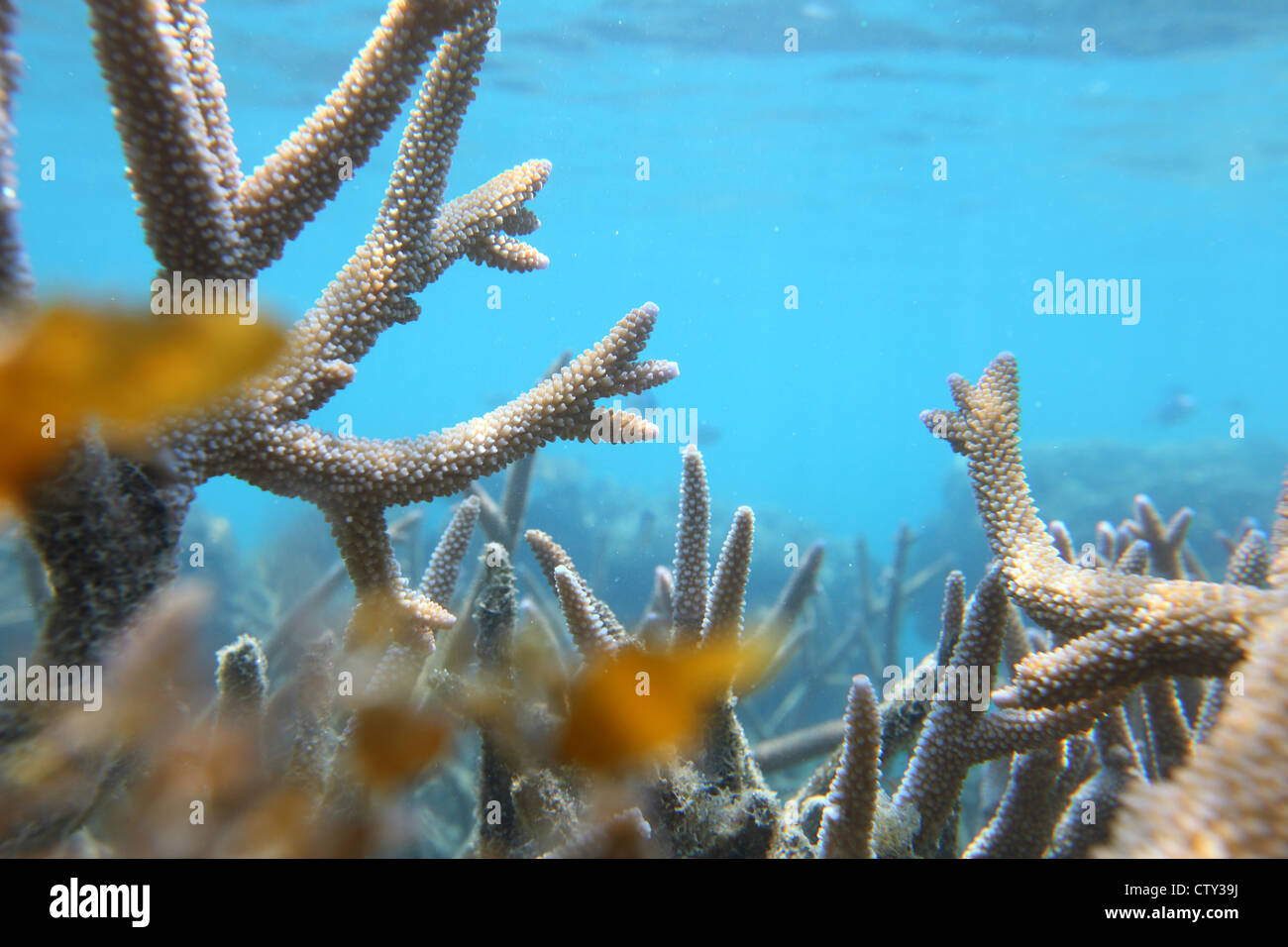 snorkeling underwater coral, Indonesia, Java sea, Kepulauan Seribu, Pulau Seribu, Thousand Islands Stock Photo