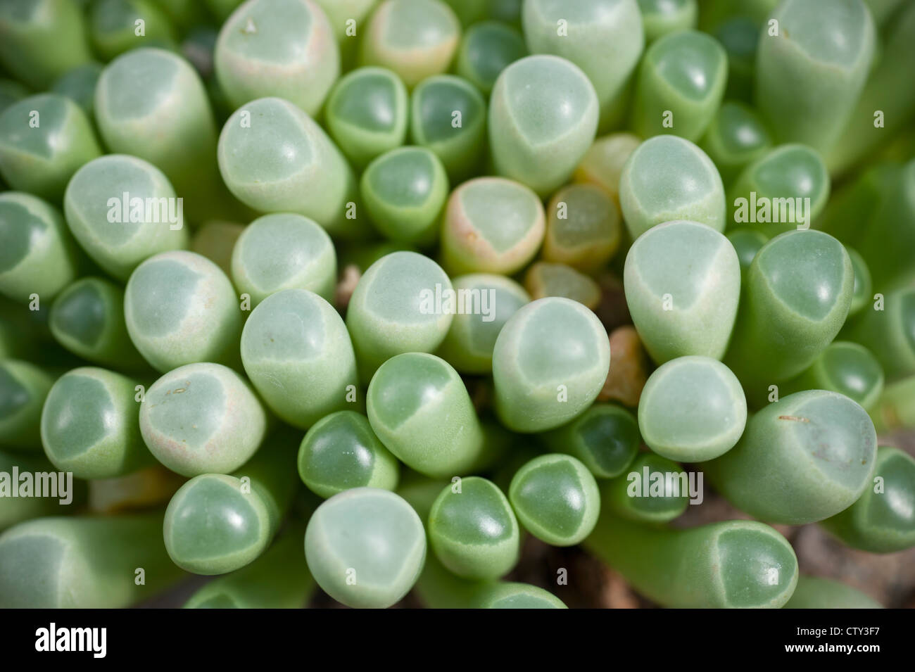 Green roof plant Emory Knoll Farm, 'baby toes' Stock Photo