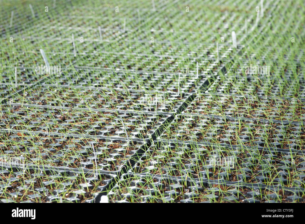 Grass planters Emory Knoll Farm Stock Photo
