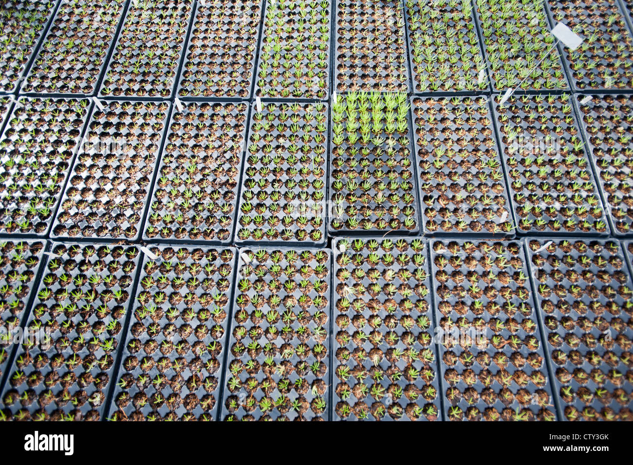 Flats of small plants Stock Photo