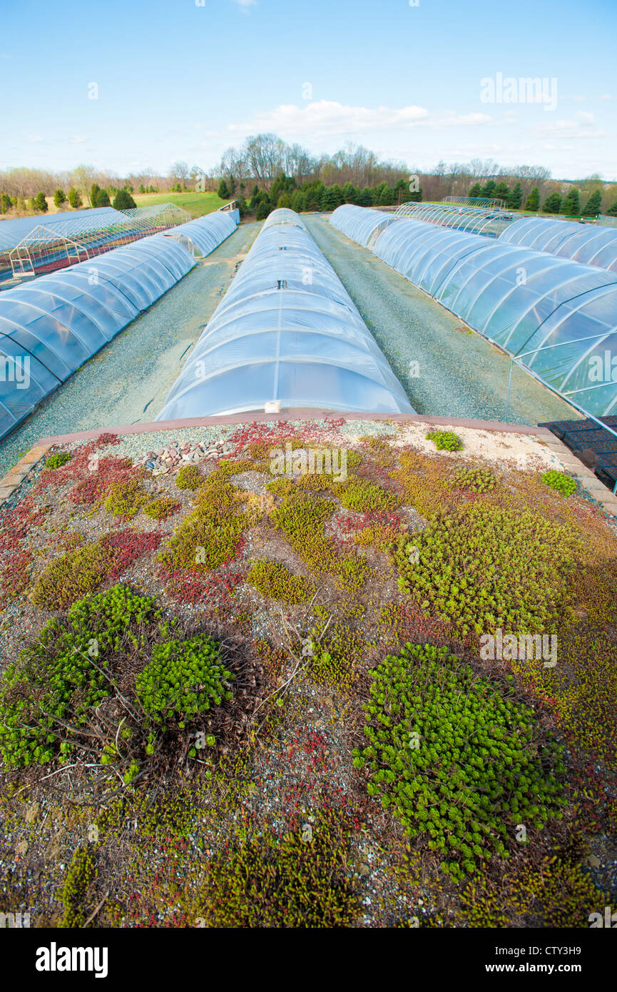 Greenhouses and plants Emory Knoll Farm Stock Photo
