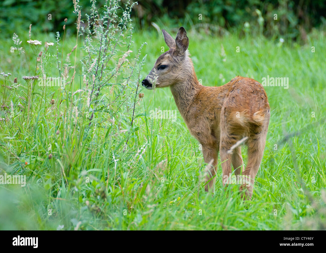 Young Roe deer Stock Photo - Alamy
