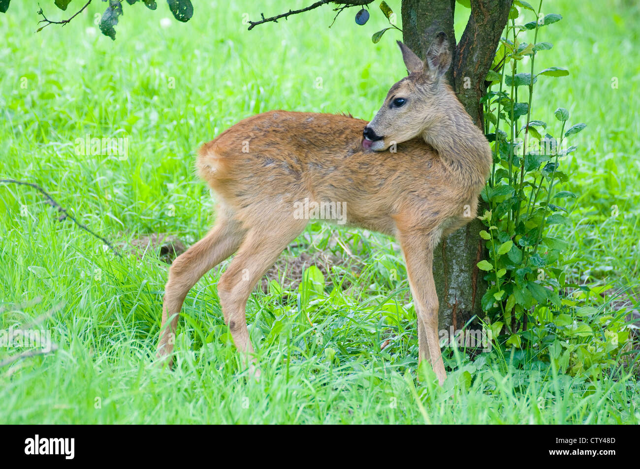 Young Roe deer Stock Photo - Alamy