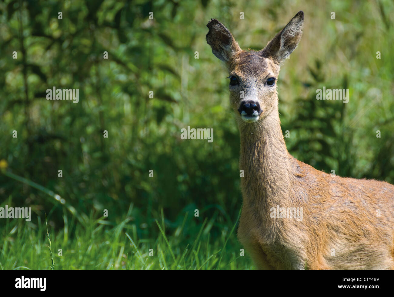 Young Roe deer Stock Photo - Alamy