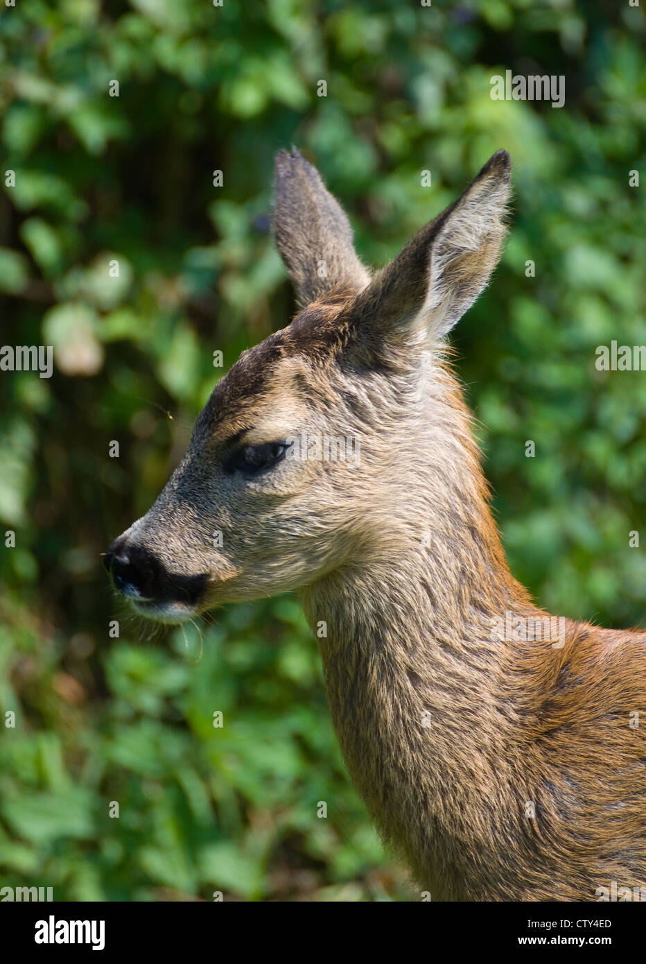 Young Roe deer Stock Photo - Alamy