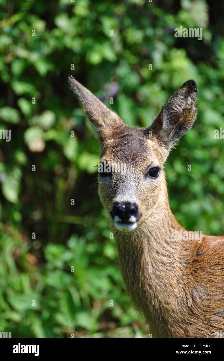 Young Roe deer Stock Photo - Alamy