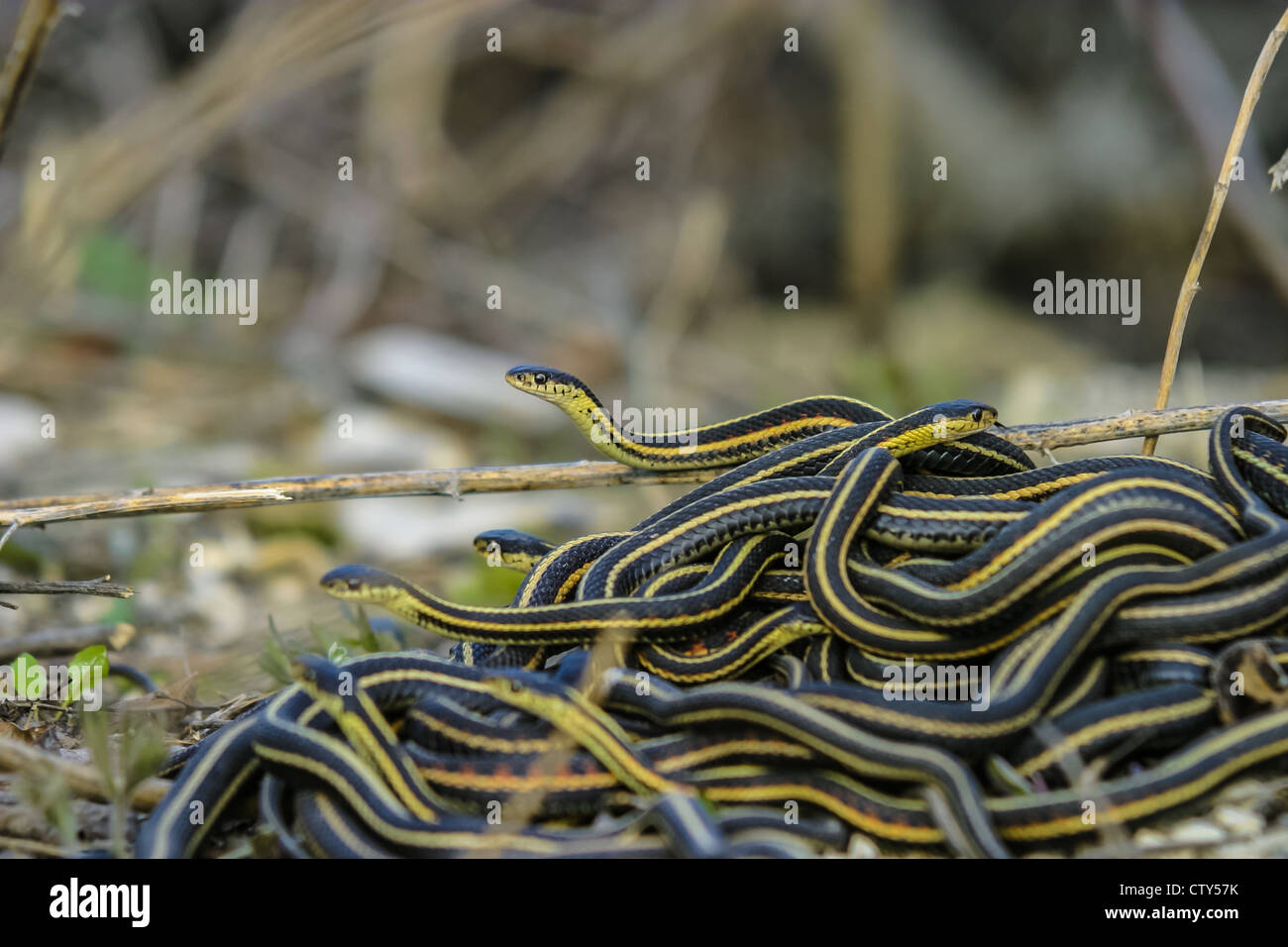 Garter snake Mating ball; males looking for a mate in early spring Stock Photo