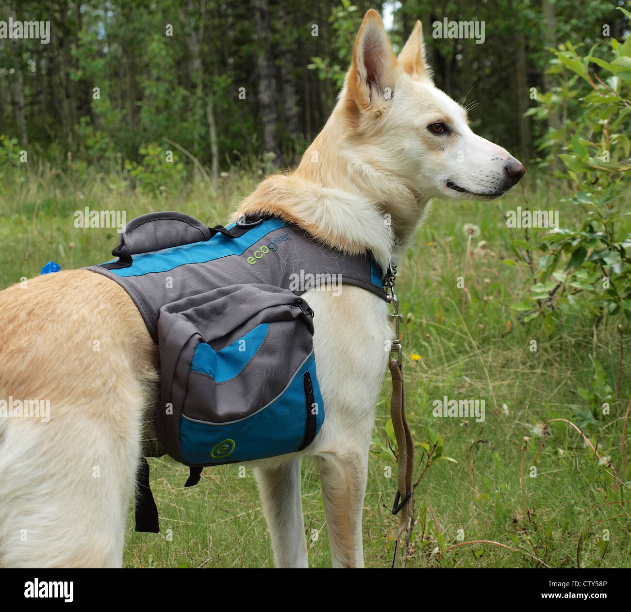 Dog Hiking and Wearing Back Pack Stock Photo