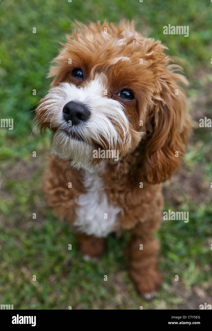 Spoodle Stock Photo: 49769512 - Alamy