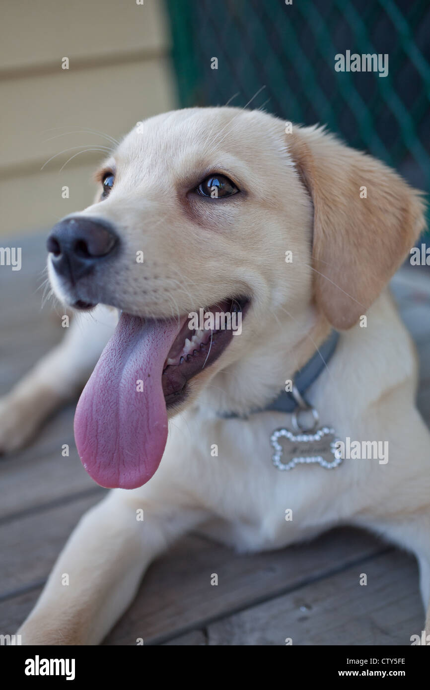 Labrador tongue out hires stock photography and images Alamy