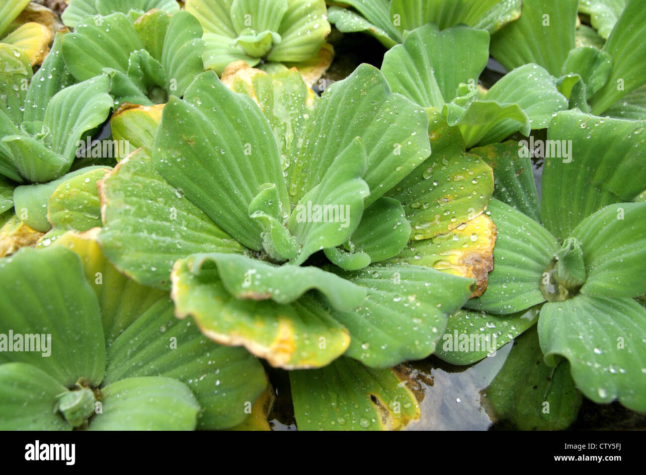 Mosquito fern, Water fern Stock Photo
