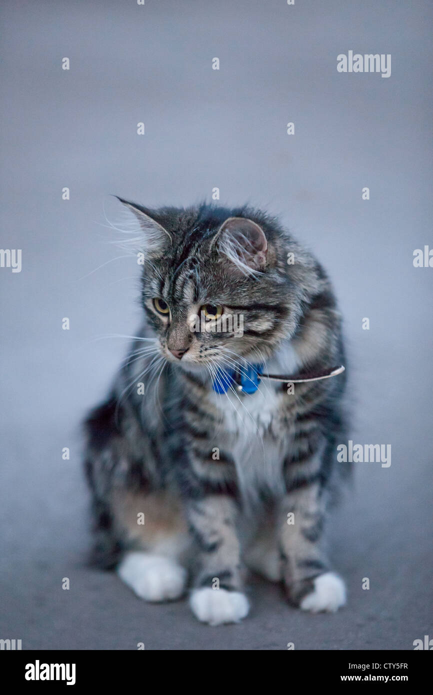 Fluffy tabby cat Stock Photo