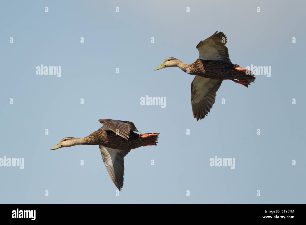 Black Duck - in flight Anas rubripes South Padre Island Texas. USA BI022684 Stock Photo