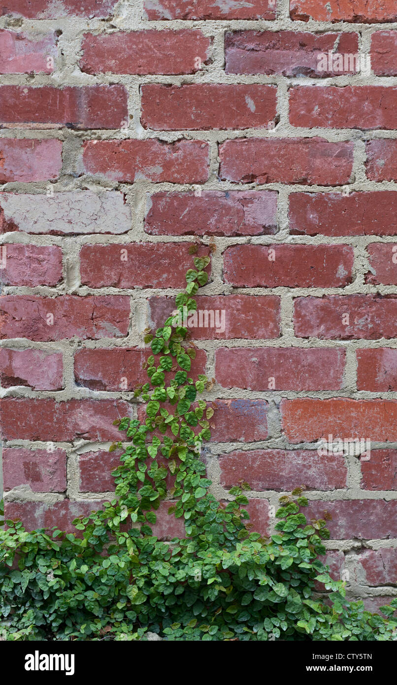 Ivy Wall Stock Photos & Ivy Wall Stock Images - Alamy