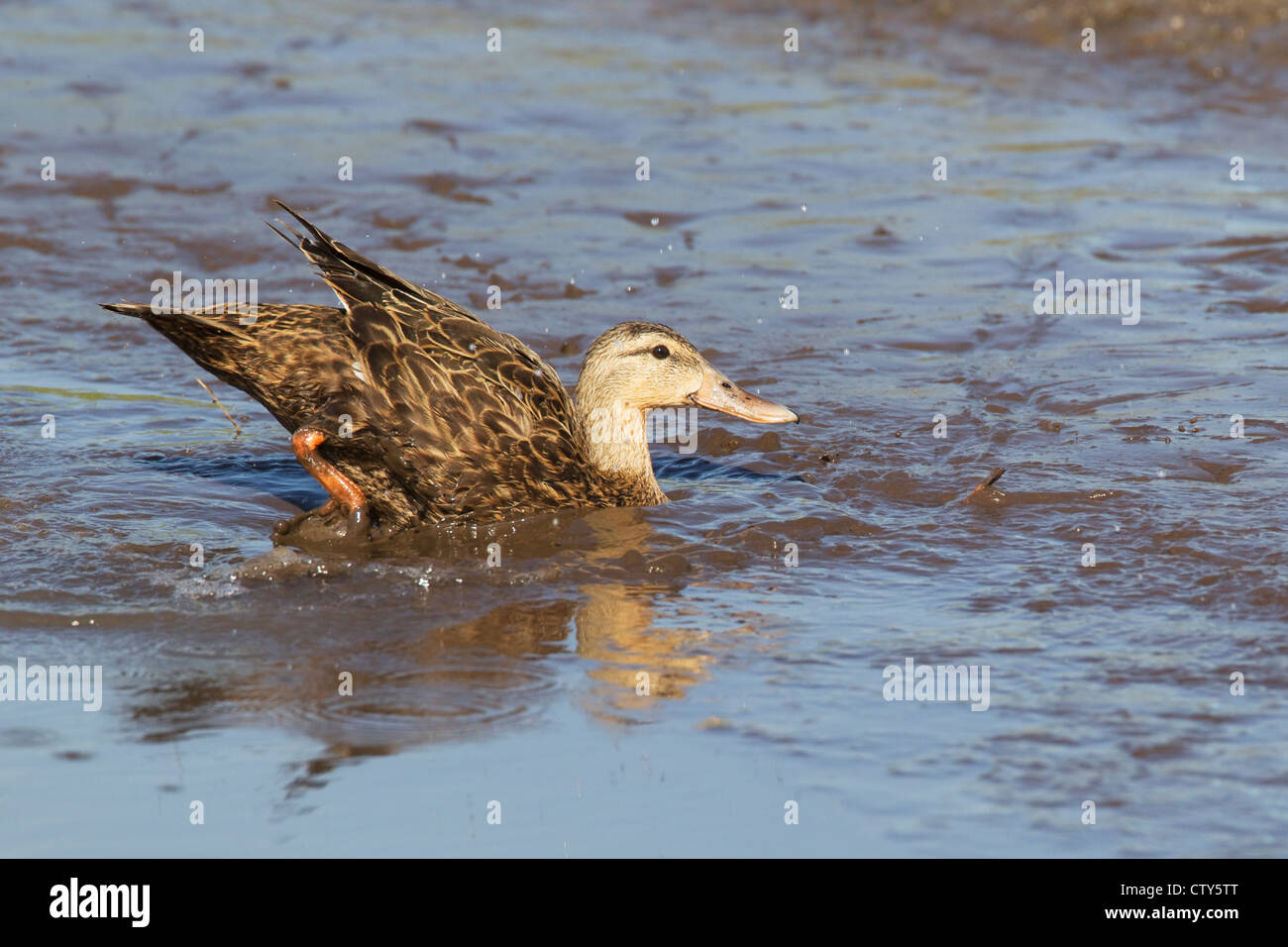 Black Duck - washing Anas rubripes South Padre Island Texas. USA BI022688 Stock Photo