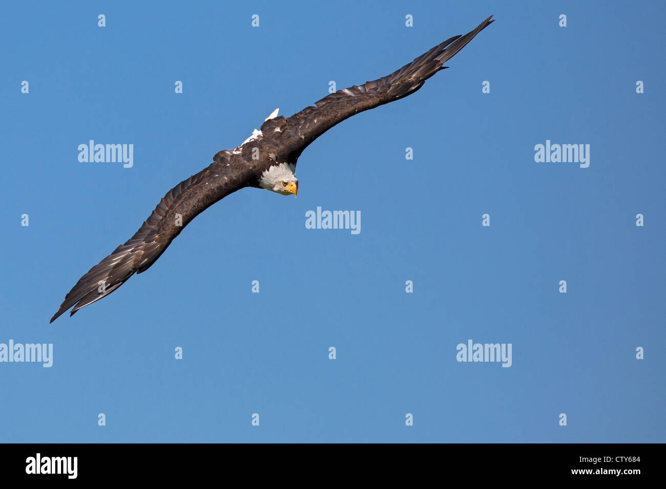 Bald Eagle in flight Stock Photo