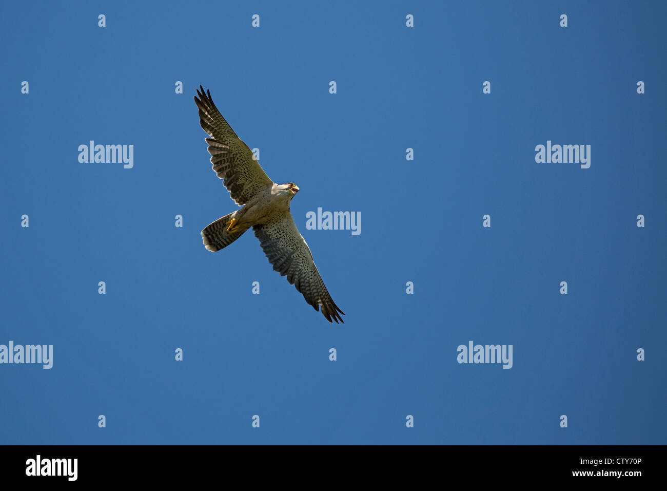 Lanner Falcon in flight Stock Photo