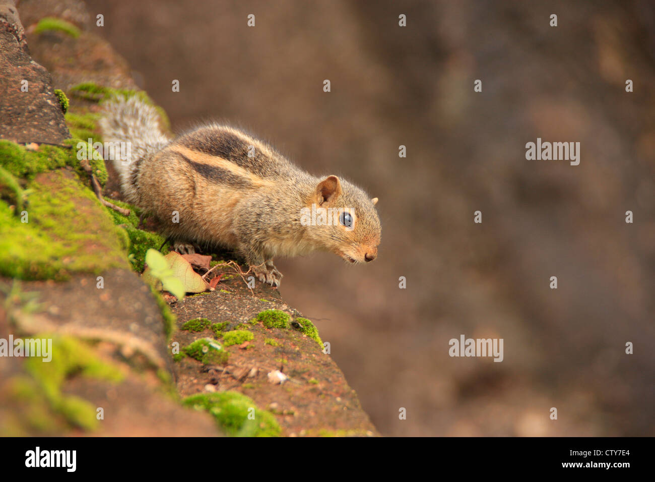 Nothern palm squirrel (Funambulus pennantii) sitting on stone wall Stock Photo