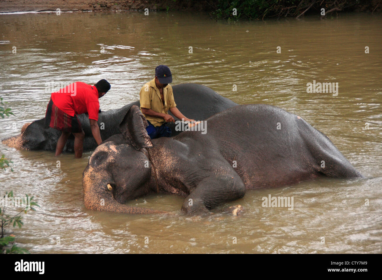 Men bathing an elephants, Sri Lanka Stock Photo