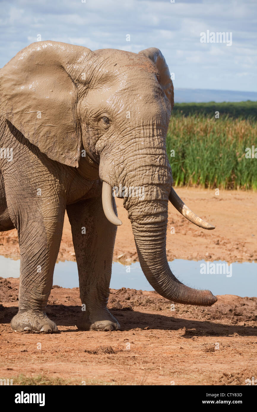elephant in south africa Stock Photo Alamy