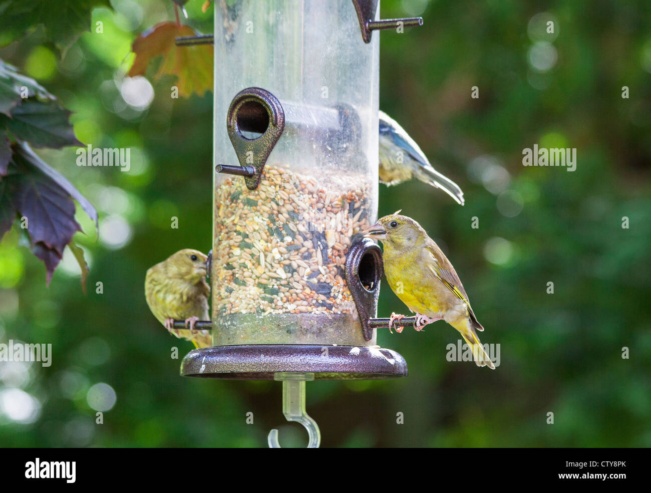 European Greenfinch Carduelis Chloris Small Birds Feeding At