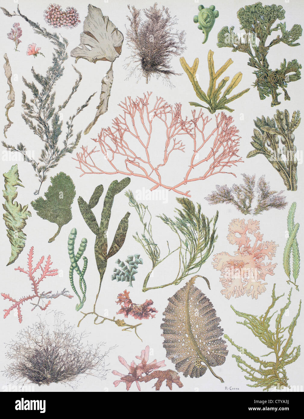 Different strains of seaweed. From Enciclopedia Ilustrada Seguí, published Barcelona circa 1910. Stock Photo
