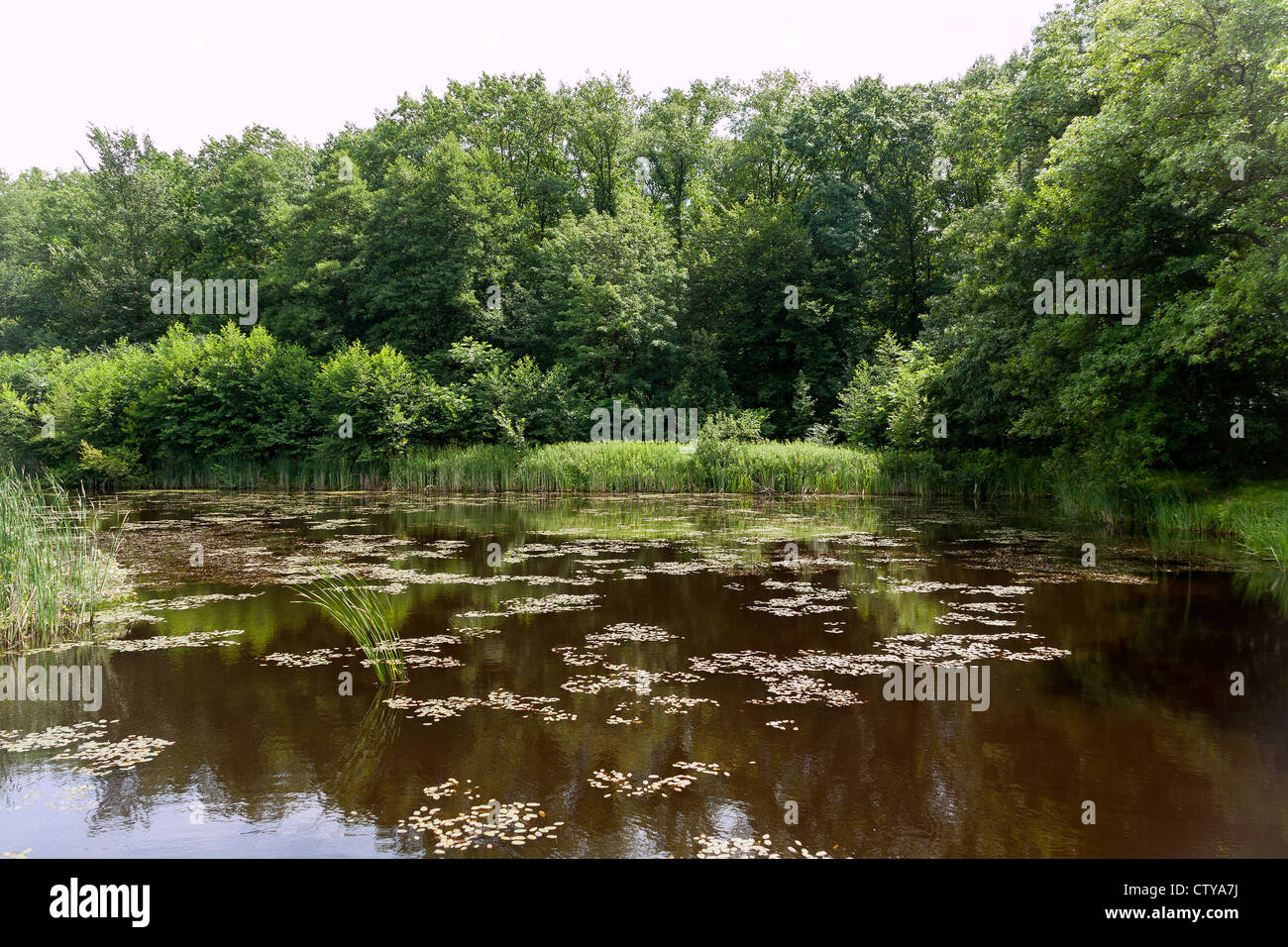 Midforest lake (Masovia region), Poland Stock Photo