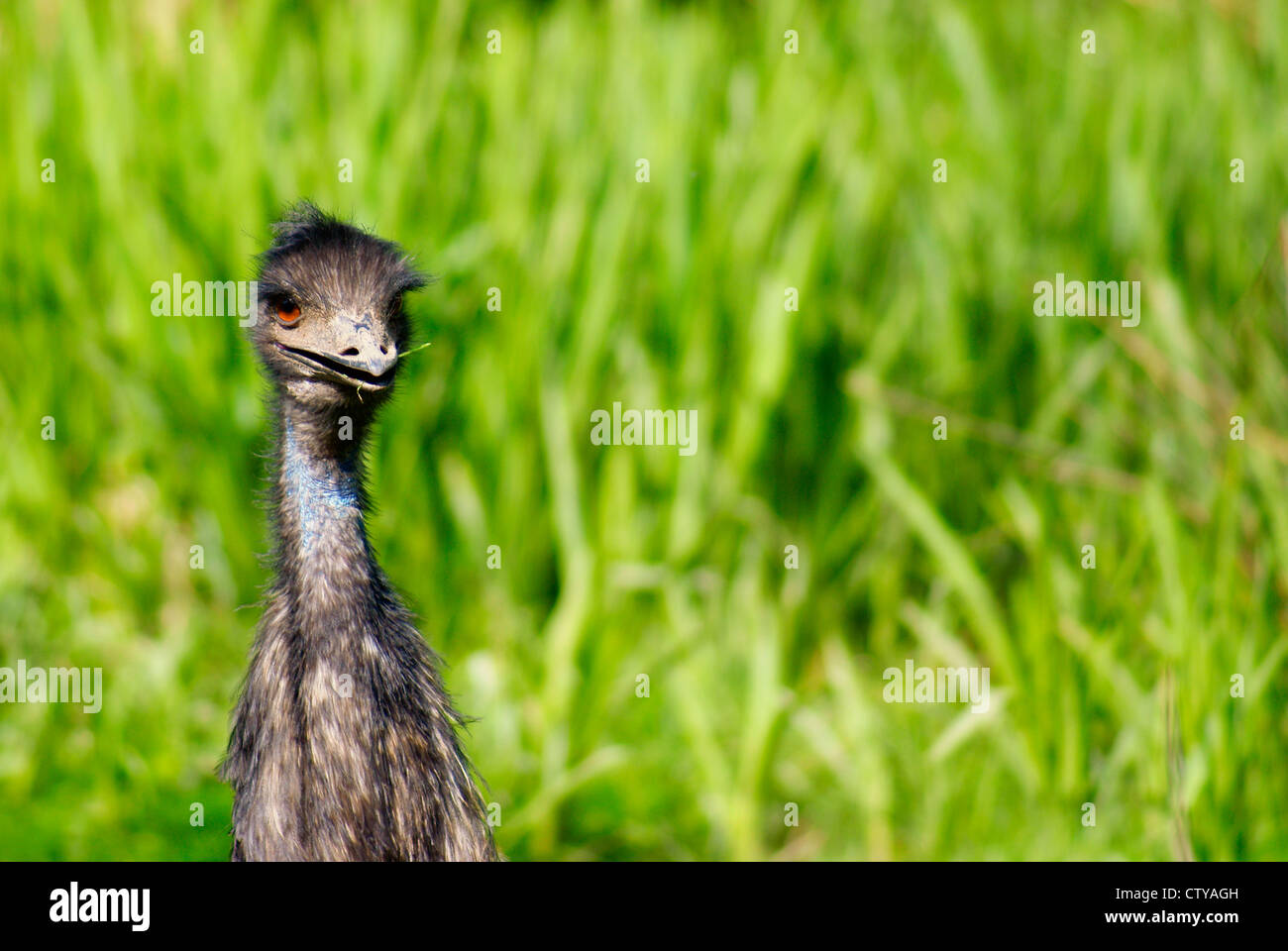 Emu (Dromaius novaehollandiae) portrait / head shot in grasslands with single blade in smiley face beak Stock Photo