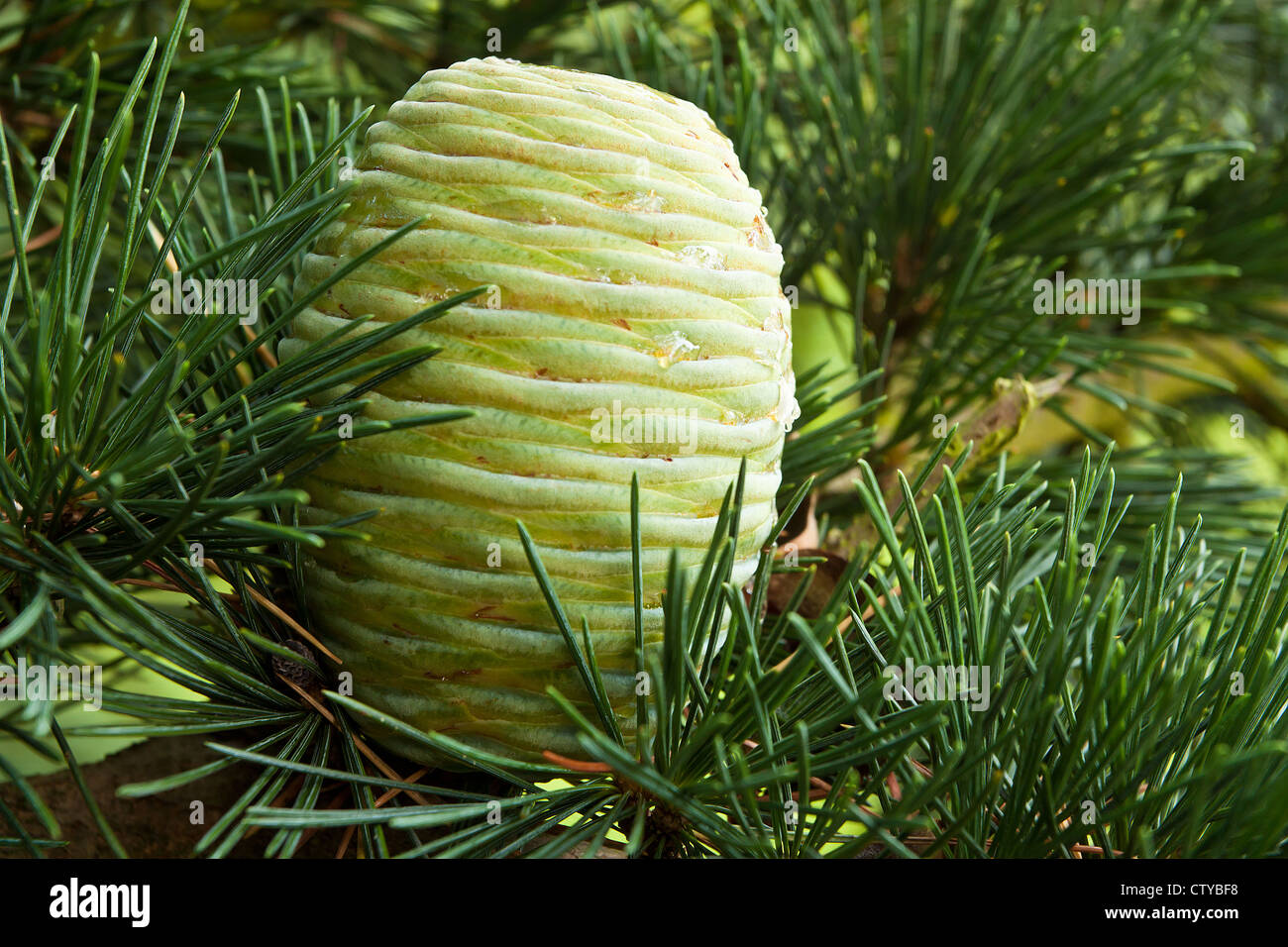 Young upright green cedar cone Stock Photo