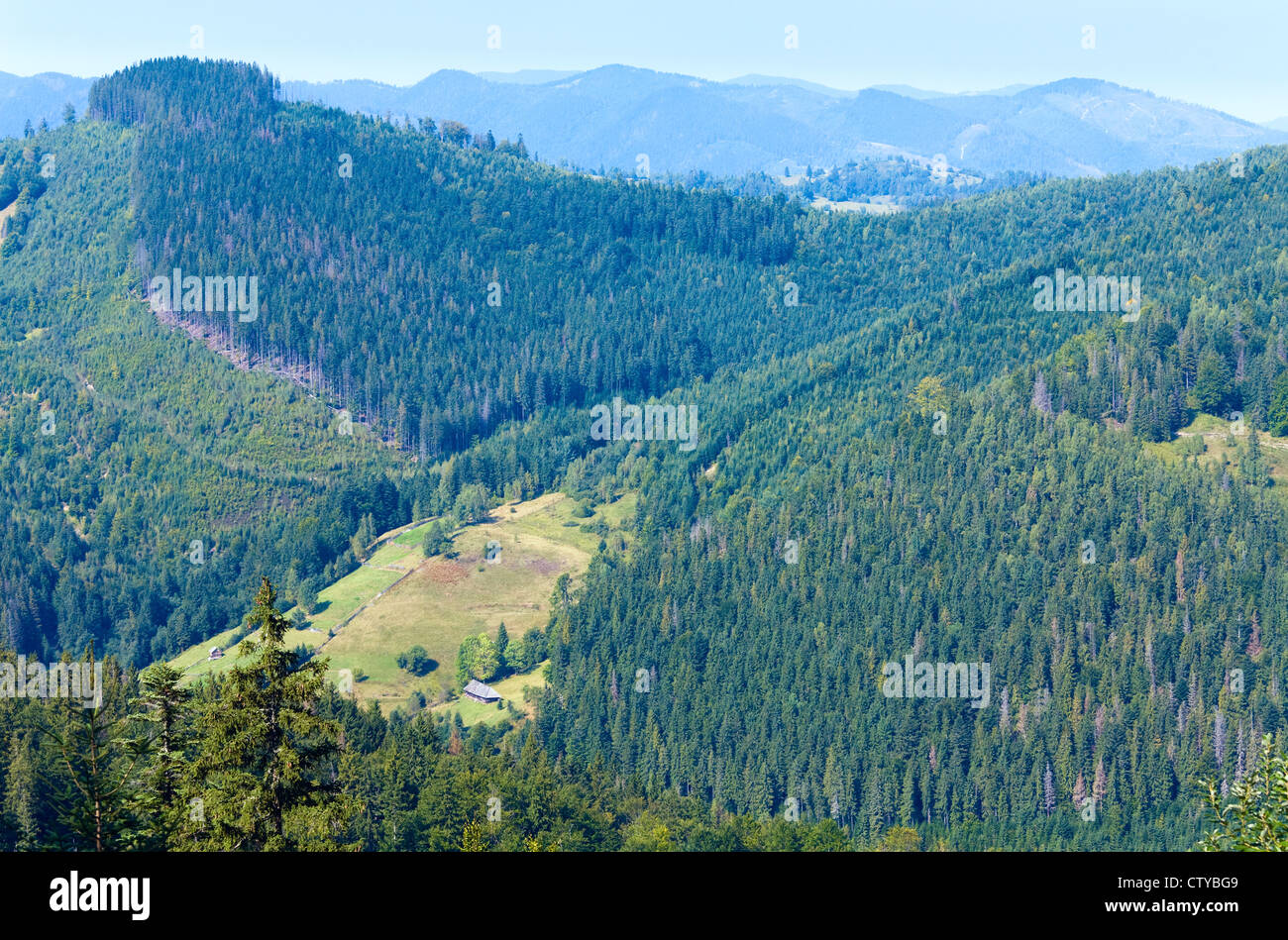 Summer mountain landscape with fir forest on slope (Ukraine Stock Photo ...
