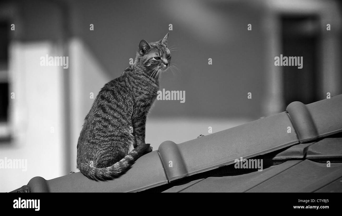 Cat sitting on top of a roof Stock Photo - Alamy