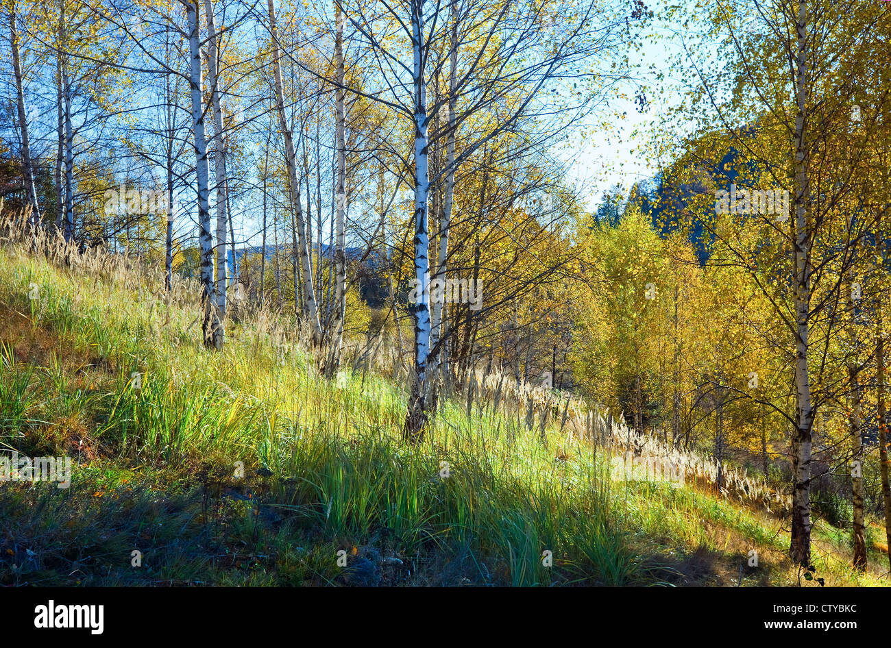 Autumn mountain Nimchich pass (Carpathian, Ukraine) and birch forest on hill. Stock Photo