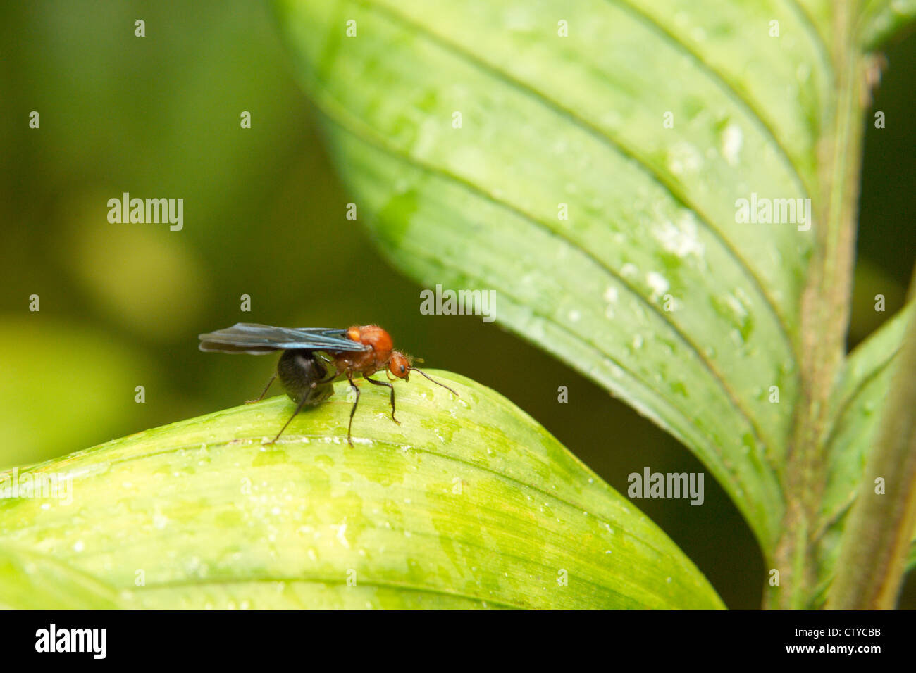 tropical ant or wasp on a leaf Stock Photo