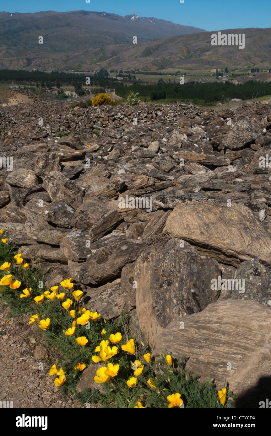 Californian poppy, an invasive flower from North America, is flowering in the remains of the 1860s gold rush in Bannockburn. Stock Photo