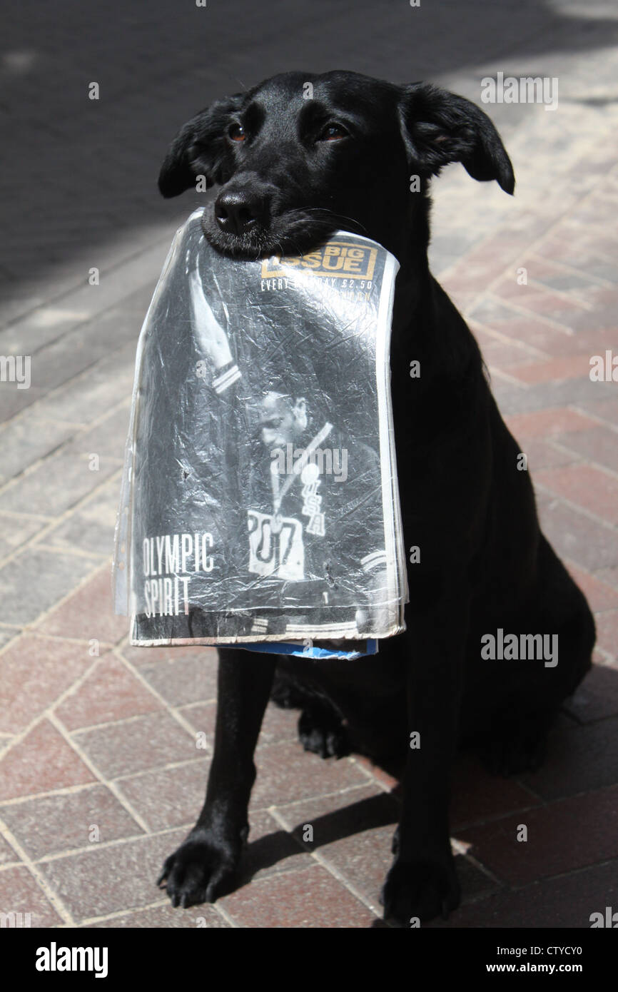 Black dog holding Olympic issue of Big Issue Stock Photo