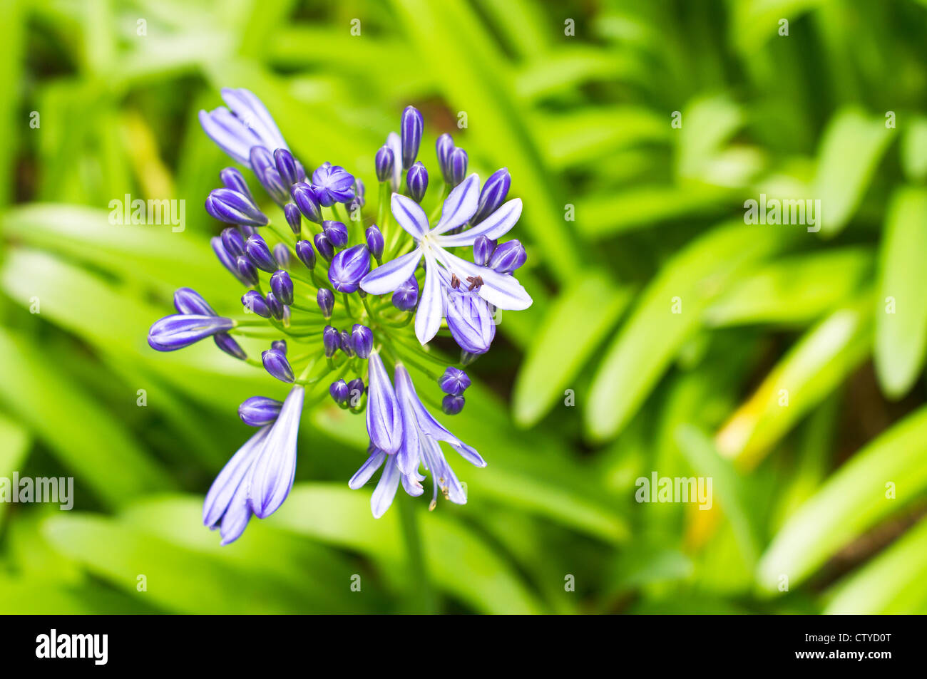 Agapanthus flowers or African Lily, scientific name is Agapanthus africanus. Stock Photo