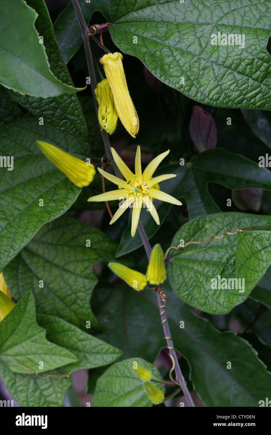 Citrus-Yellow Passion Flower, Passiflora citrina, Passifloraceae. Hondurus, Central America. Stock Photo