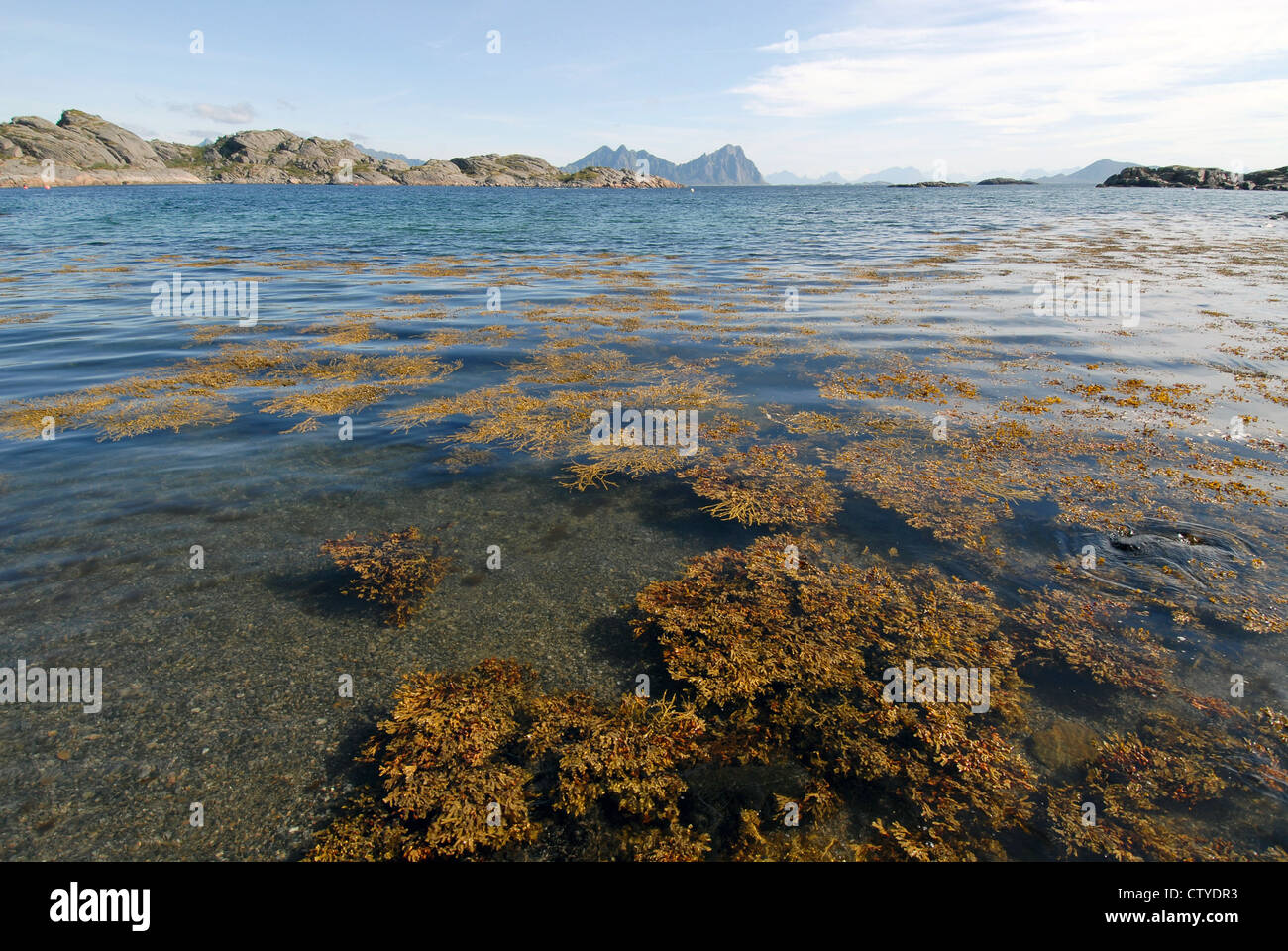 Floating seaweed, Urstabben beach, Lofoten Islands, Arctic Norway