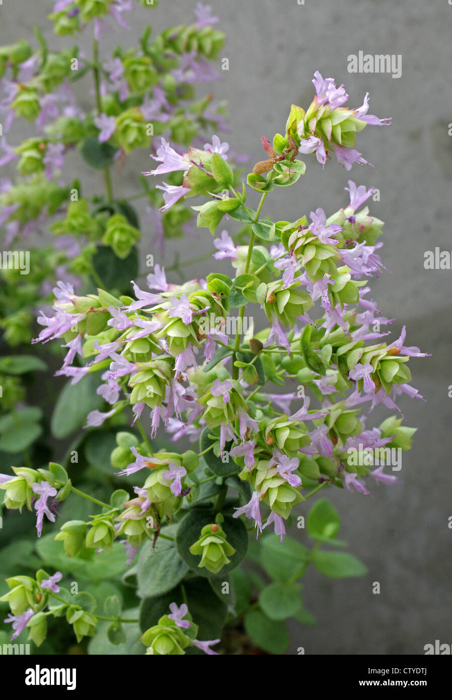 Origano, Origanum calcaratum, Lamiaceae. Greece, Europe. Stock Photo