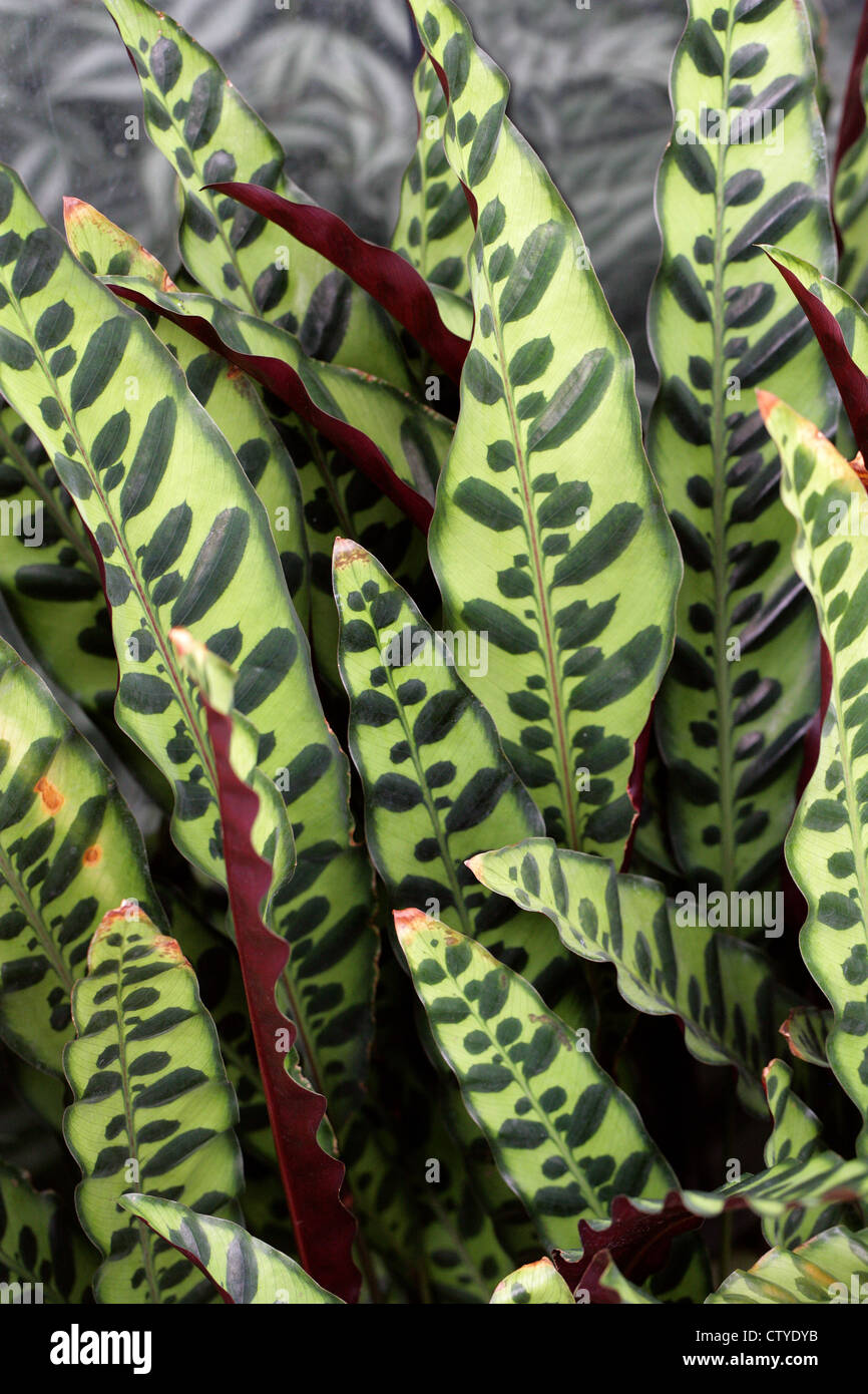 Rattlesnake Plant, Calathea lancifolia, Marantaceae. Brazil, South America. Stock Photo