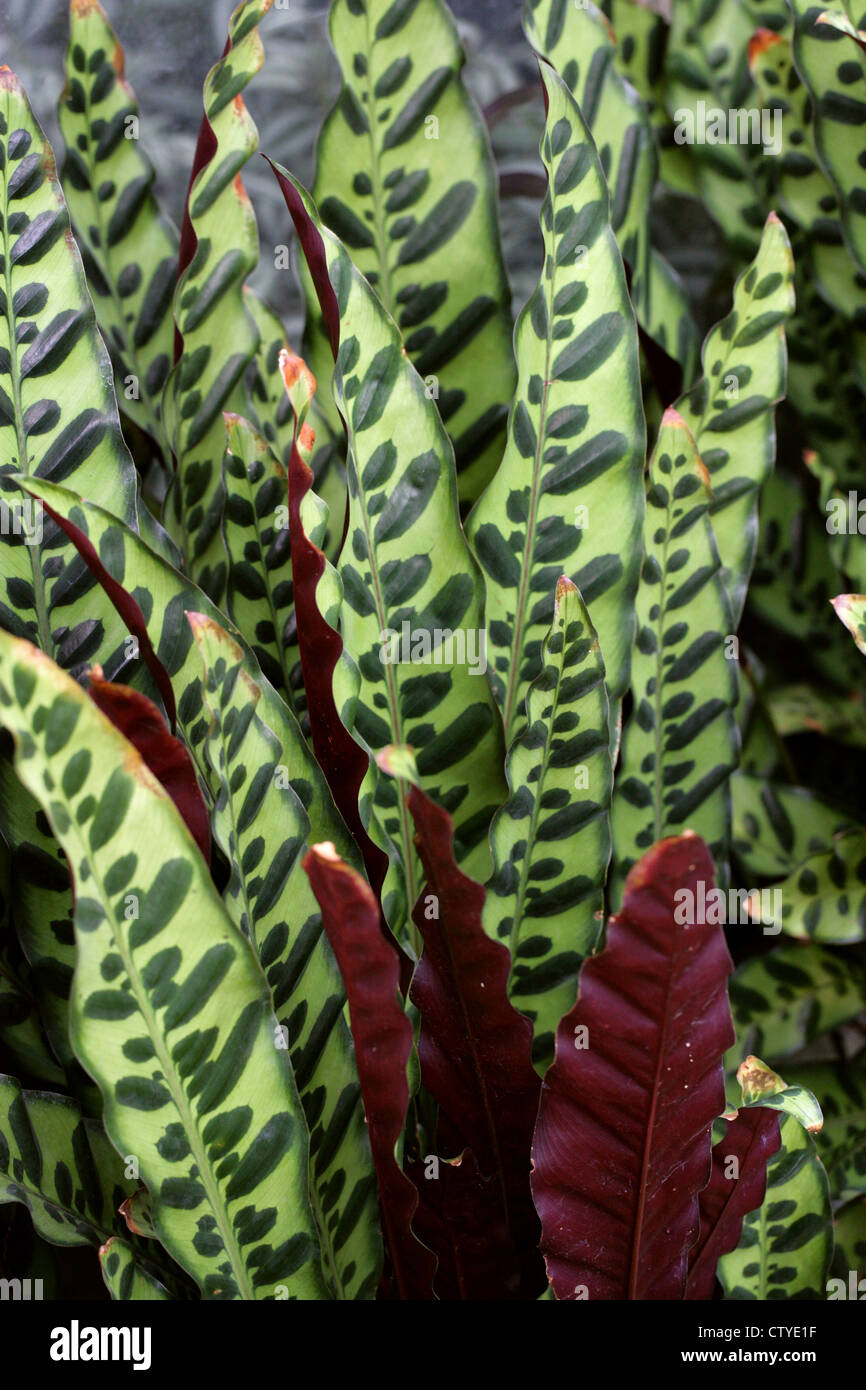 Rattlesnake Plant, Calathea lancifolia, Marantaceae. Brazil, South America. Stock Photo